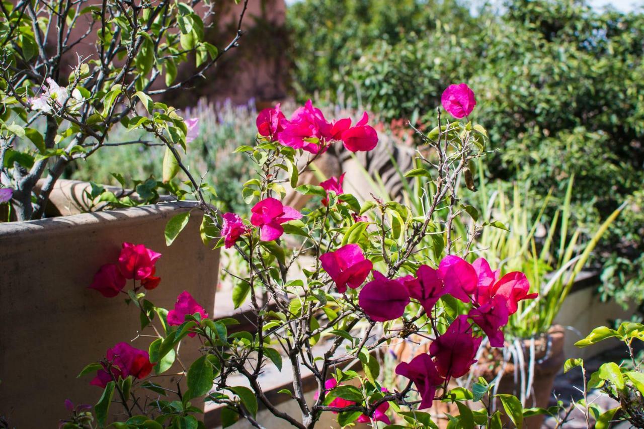 Hotel Las Terrazas San Miguel de Allende Zewnętrze zdjęcie